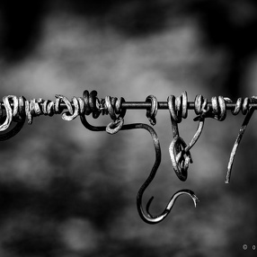 Serpents de vigne