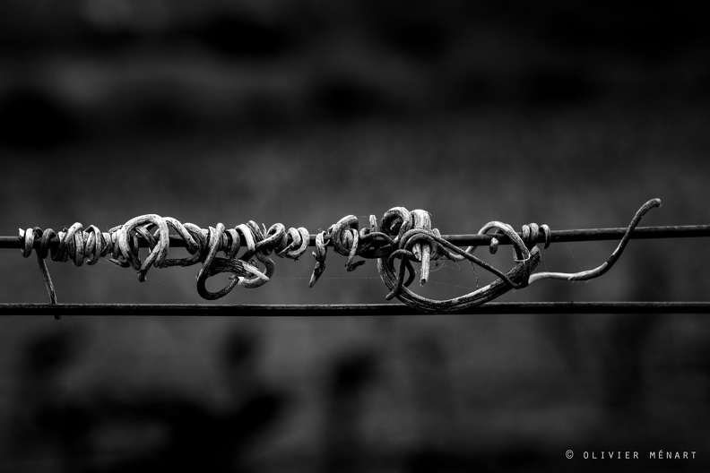 Serpents de vigne