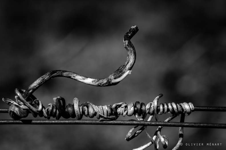 Serpents de vigne