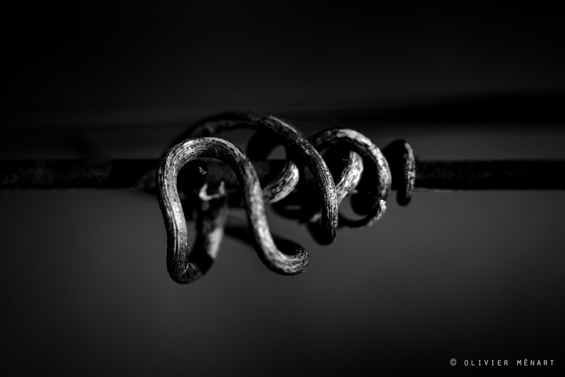 Serpent de vigne