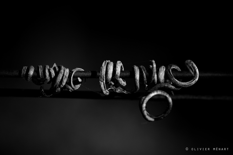 Serpent de vigne