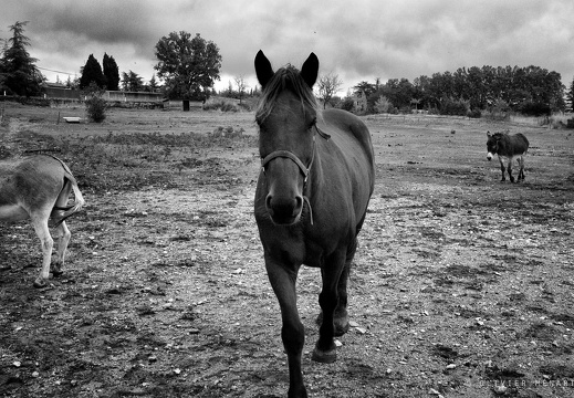 Le cheval et les ânes 