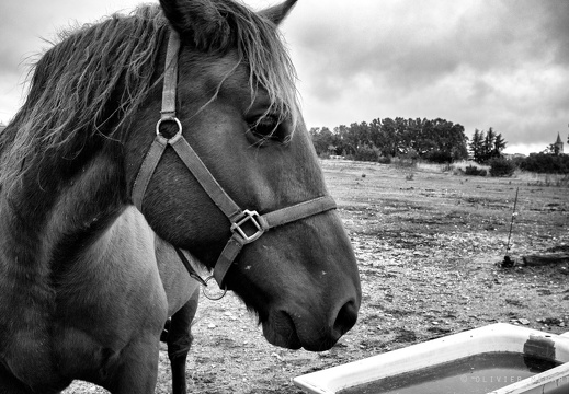 Le cheval et les ânes 