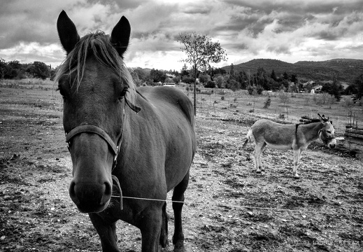 Le cheval et les ânes 