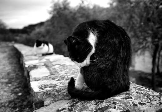 Les chats de l'église