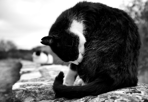 Les chats de l'église