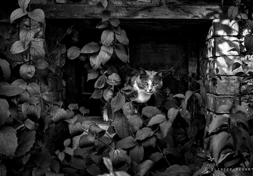 Bestiaire 