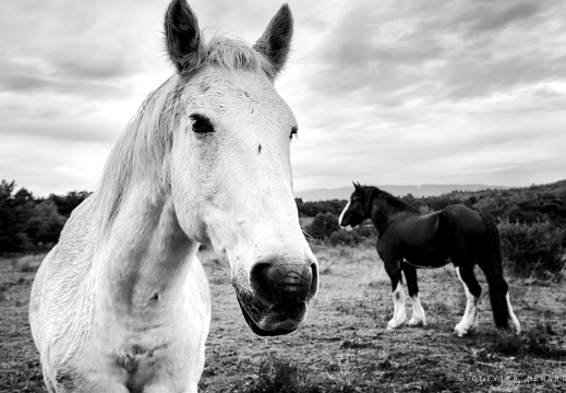 Les chevaux de Montfuron