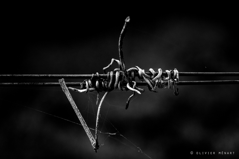 Serpent de vigne