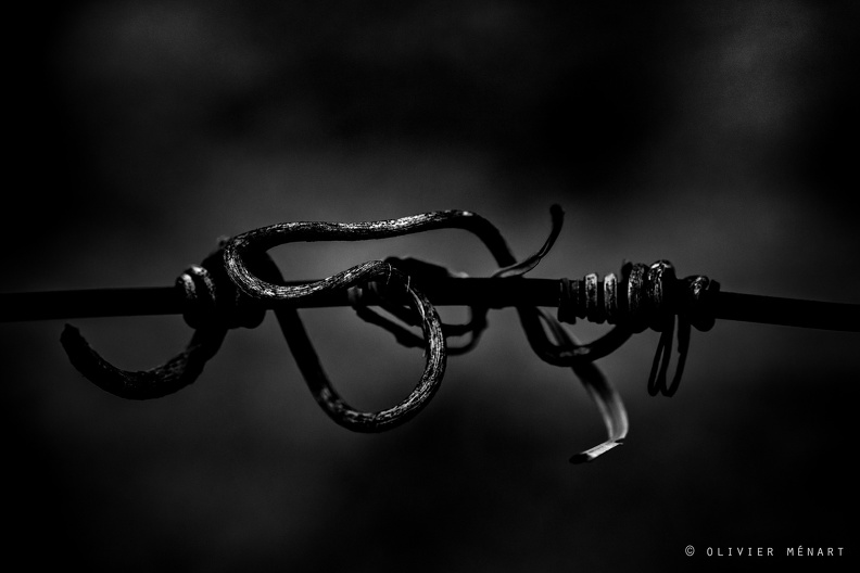 Serpent de vigne