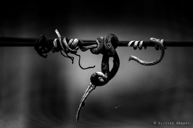 Serpent de vigne - 17.jpg